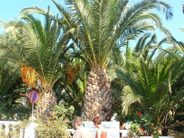 Palm Bay Hotel Сіссяв Екстер'єр фото
